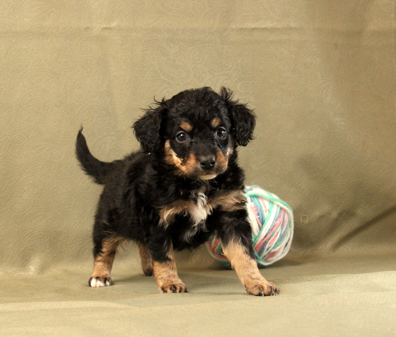 puppy, for, sale, Mini Bernedoodle F2, Matthew B. Stoltzfus, dog, breeder, Gap, PA, dog-breeder, puppy-for-sale, forsale, nearby, find, puppyfind, locator, puppylocator, aca